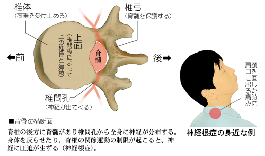 �w���̊֐߂ƐҐ��A�_�o���ǂ̊֌W