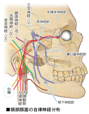 �����̎����_�o�̕��z
