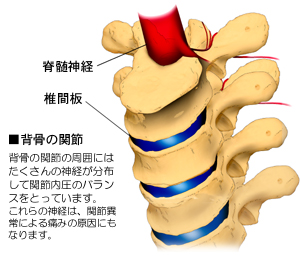 �Ғ��̊֐߂Ɛ_�o