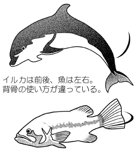 �M���ނ̐Ғ��̉^��