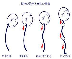 �c���̔��B�ƐҒ��̉^���\��