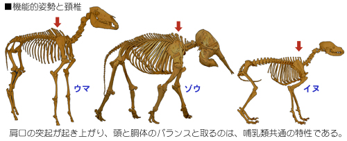 �M���ނ̑̐��ƌ��̖���