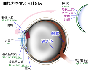 �ڂ������Ƃ炦��d�g��