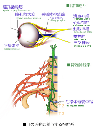 �їl�̋؂Ǝ����_�o�n