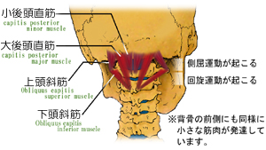 �㓪���̋ؓ��Ɗᐸ��J