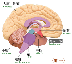 �����_�o�̒����A�Ԕ]�̎�������