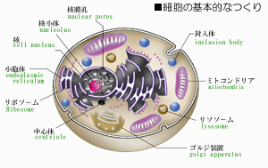 �זE���\��