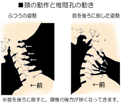 �z�̓���Ɛ_�o�����̊֌W