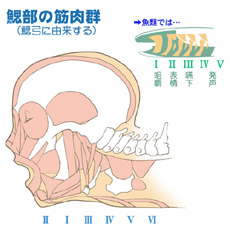 �����̊튯���ҋ|�̊֌W