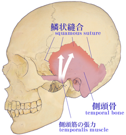 ���W�������Ƒ�����