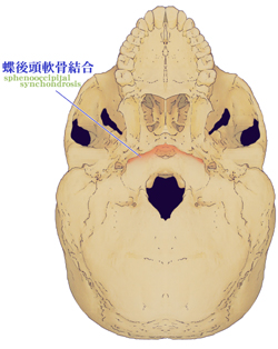 ���W�������ƒ��`�㓪�D��