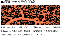 �����ɕ��z����э׌���