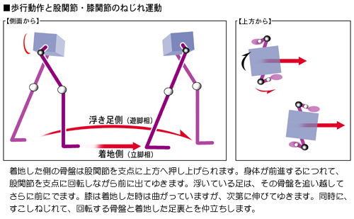 ���s����Ɖ����̊֐߉^��