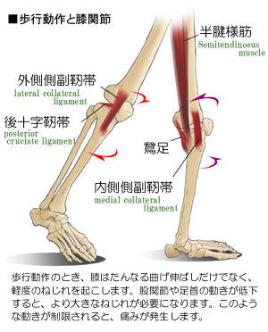 �G�֐߂ƕ��s����̊֌W