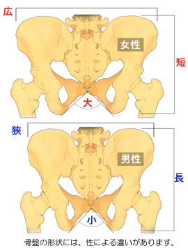 ���Ղ̌`��̐���