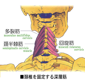 ������̌����ƂȂ�[�w��