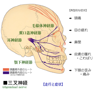 �O���_�o�̕��z�Ɠ����̎����_�o�Ǐ�̊֌W