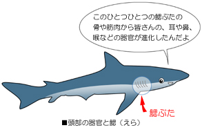 �ҋ|�튯�̌`���ɂ���